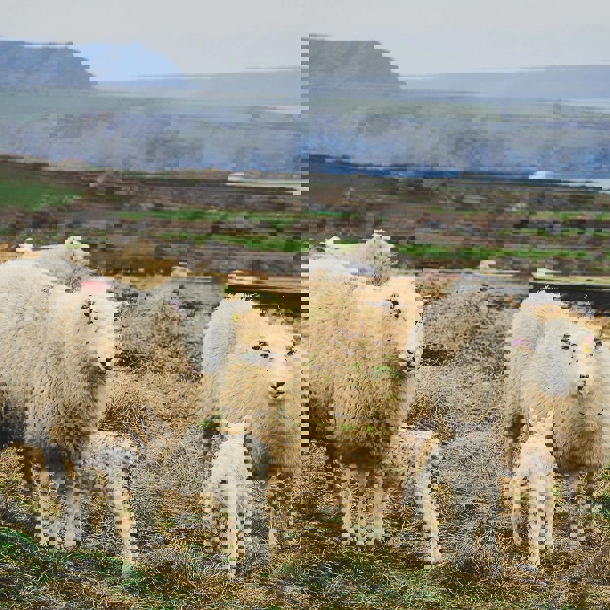 Lamb's Liver with Red Onions, Sage and Champ | Recipes | Daffodil Mulligan